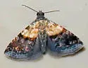 Tripudia luda - Hodges#9006 - photo 4