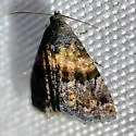 Tripudia luda - Hodges#9006 - photo 5