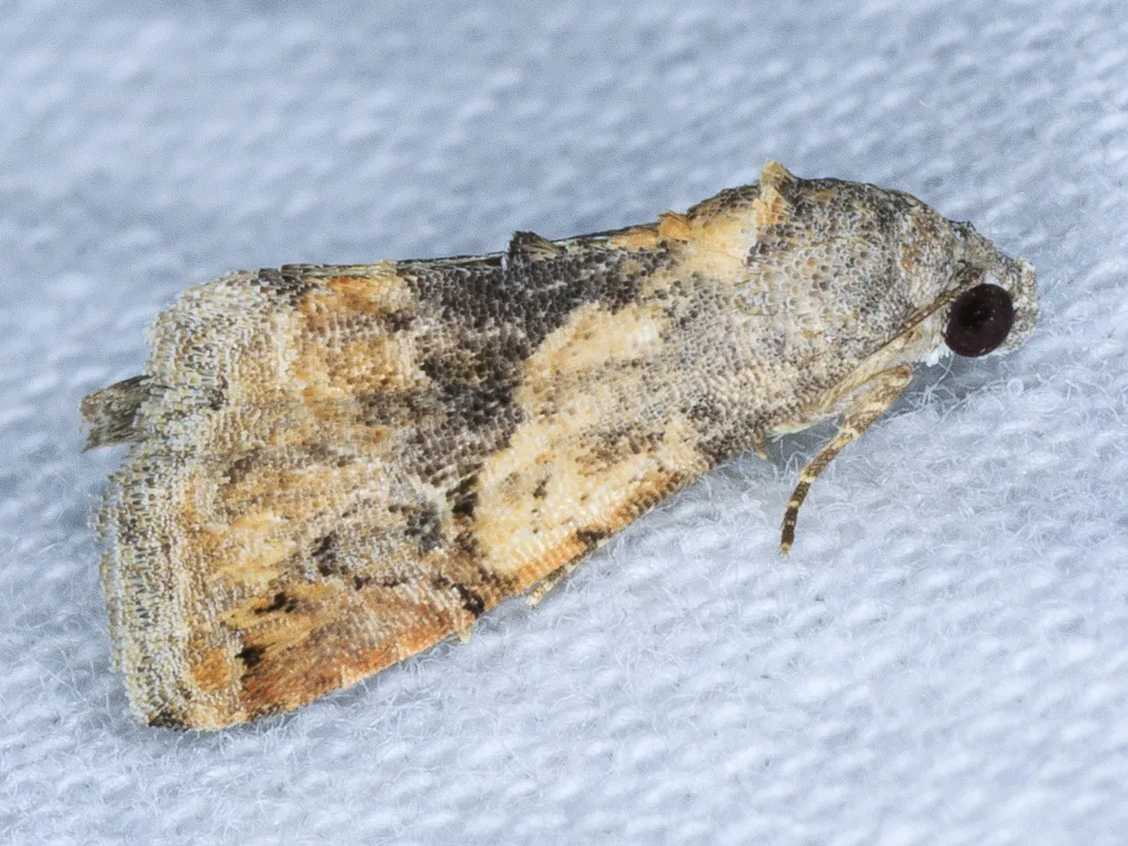 Tripudia munna - Hodges#9002.1 - photo 2