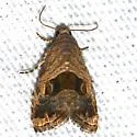 Tripudia quadrifera - Hodges#9003 - Tripudia quadrifera