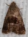 Tripudia quadrifera - Hodges#9003 - photo 2