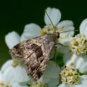 Tripudia quadrifera - Hodges#9003 - photo 4