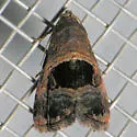 Tripudia rectangula - Hodges#9003.1