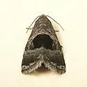Tripudia rectangula - Hodges#9003.1 - photo 2