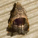 Tripudia rectangula - Hodges#9003.1 - photo 3