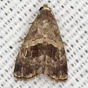Tripudia rectangula - Hodges#9003.1 - photo 4
