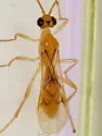 Triraphis harrisinae