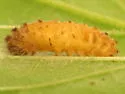 Triraphis harrisinae - photo 2