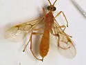 Triraphis harrisinae - photo 3