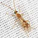 Triraphis harrisinae - photo 4