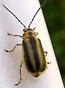 Trirhabda adela