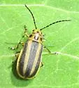 Trirhabda adela - photo 2