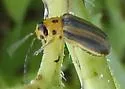Trirhabda adela - photo 4