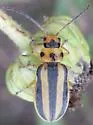 Trirhabda adela - photo 5