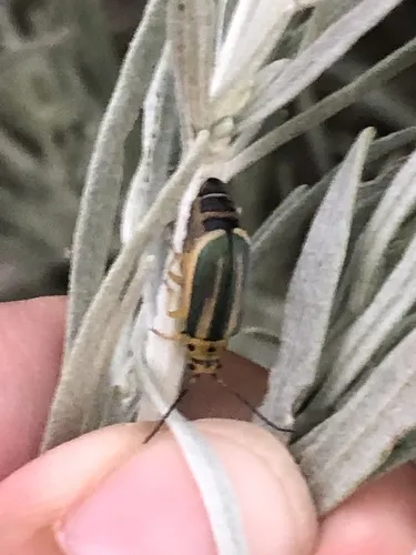 Trirhabda attenuata