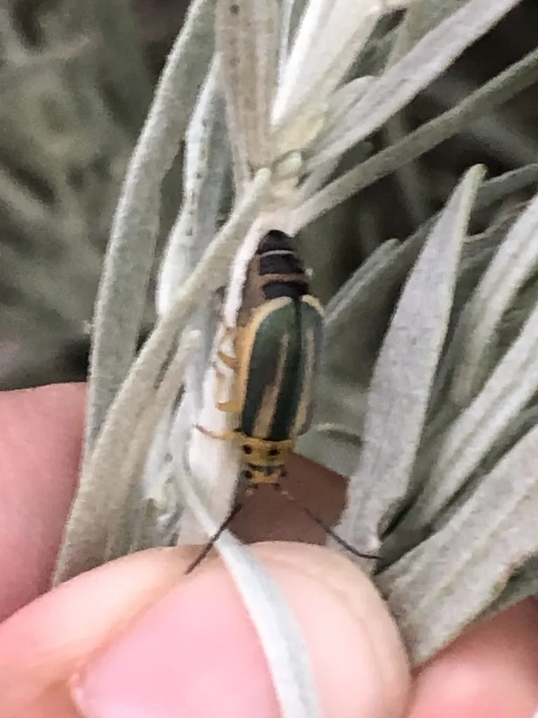 Trirhabda attenuata - photo 2