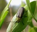 Groundselbush Beetle