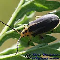 Groundselbush Beetle - photo 2