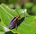 Groundselbush Beetle - photo 3