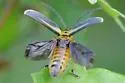 Groundselbush Beetle - photo 4