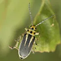 Groundselbush Beetle - photo 5