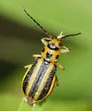 Trirhabda borealis