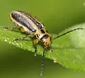 Trirhabda borealis - photo 2
