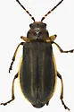 Trirhabda borealis - photo 3