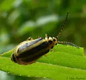 Trirhabda borealis - photo 4