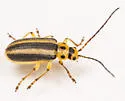 Trirhabda borealis - photo 5