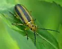 Goldenrod Leaf Beetle