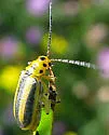 Goldenrod Leaf Beetle - photo 2