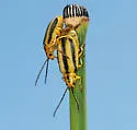 Goldenrod Leaf Beetle - photo 3