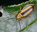 Goldenrod Leaf Beetle - photo 4