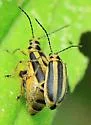 Goldenrod Leaf Beetle - photo 5