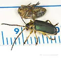 Trirhabda confusa