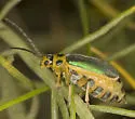 Trirhabda confusa - photo 2
