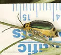 Trirhabda confusa - photo 3