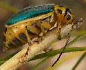 Trirhabda confusa - photo 4