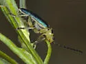 Trirhabda confusa - photo 5