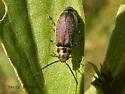 Trirhabda convergens