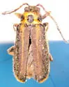 Trirhabda convergens - photo 2