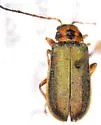 Trirhabda convergens - photo 3
