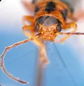 Trirhabda convergens - photo 4