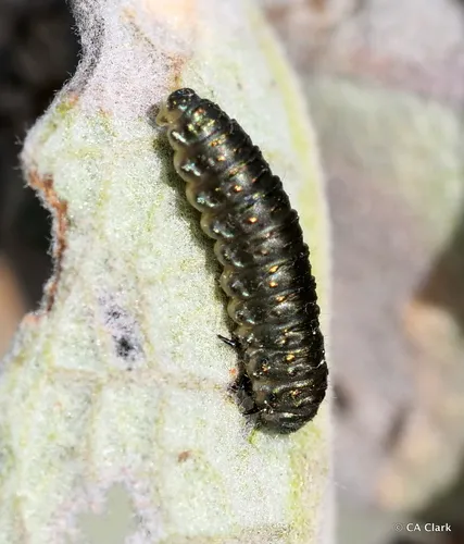 Trirhabda diducta