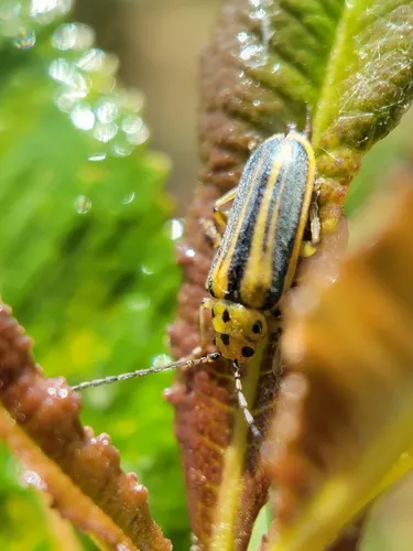 Trirhabda diducta - photo 2