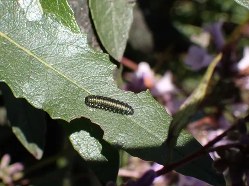 Trirhabda diducta - photo 3