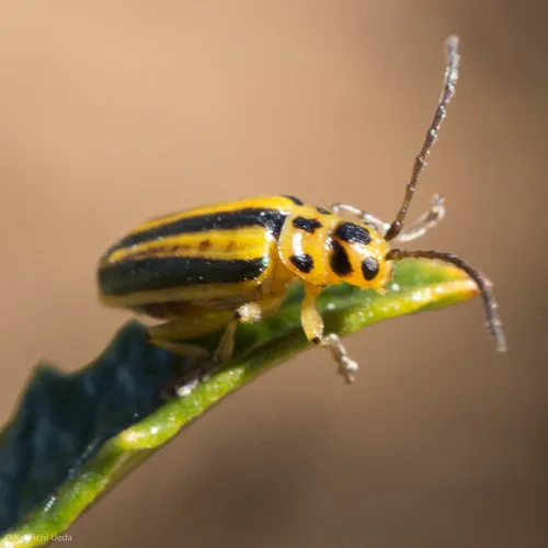 Trirhabda diducta - photo 4