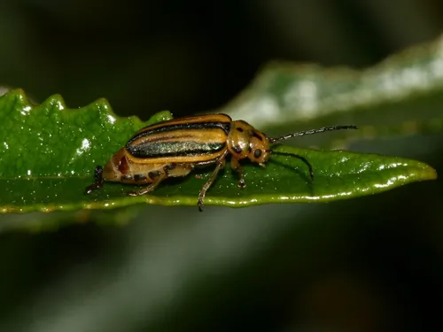 Trirhabda diducta - photo 5