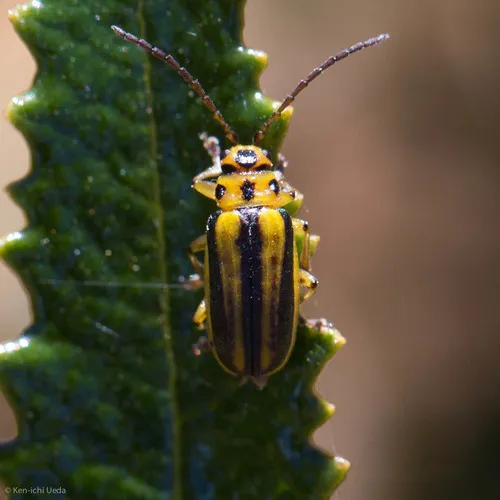 Trirhabda diducta - photo 6